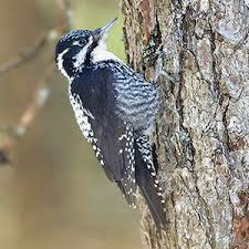 Image result for Tridactyle