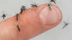 Sin embargo, esta especie de mosquito que. La Invasion De Mosquitos Puede Durar Un Mes Pilar A Diario