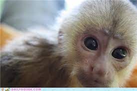 Discover more posts about capuchin monkey. Daily Squee Capuchin Monkey Cute Animals In The Cutest Pictures Ever And Even Cuter Baby Animals Cute Animals Cute Baby Animals Cute Animal Pictures Animal Gifs Gif Animals Cheezburger