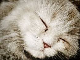 sleeping beauty