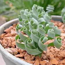 Image result for Albuca sp. no. 1