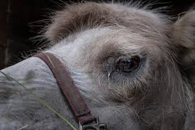 A man on an overnight tourist ride out of alice springs affection and care is treated with loyalty and obedience. Take Care Of A Camel It S Bad In The Desert Without It Stock Photo Image Of Alpaca Mammal 153590708