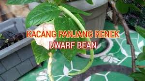 How to grow long bean dwarf | cara tanam kacang panjang renek. Penjagaan Pea Early Perfection Menanam Kesempurnaan Awal Kacang Di Taman Taman Taman Sanne