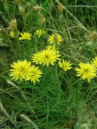 Image result for Hypericophyllum elatum