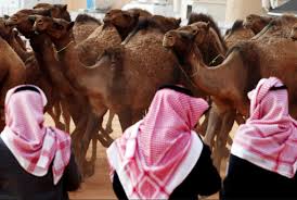 Semoga dapat mempermudah anda dalam menguasai bahasa arab. Tahukah Anda Unta Hewan Tersabar Dan Terkuat Di Gurun Republika Online