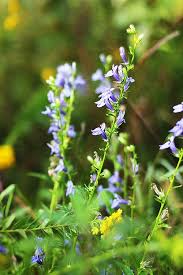 Image result for Lobelia dissecta