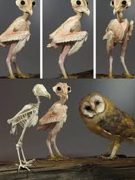 Bird With No Feathers On Neck Just An Owl Without Feathers Owl Animal Study Animals