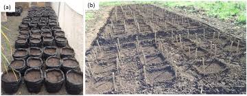 Image result for Gutenbergia cordifolia