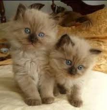Black And White Ragdoll Cat For Sale Ragdoll Cats Facts Cute Cats Kittens Cutest Cats Kittens