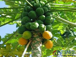 Browse our selection of dwarf apple, apricot, cherry. 7 Fresh Ideas For A Costa Rica Home With Fruit Trees Costa Rica Mls