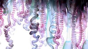 Alla Biologia Art Of Man Man Of War