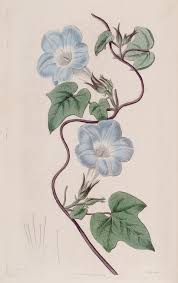 Image result for Ipomoea polymorpha