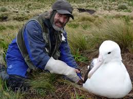 Til tross for likheten om deres habitater er forskjellene mellom måker og albatross bemerkelsesverdige. Create Meme Super Guano Pituh Albatros Compared Human Albatross And Seagull Albatross And Man Photo Pictures Meme Arsenal Com