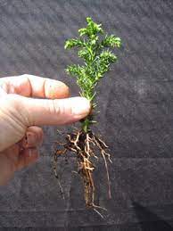 Any plant made from branch cuttings it takes several years to look like a bonsai tree. Grow Trees From Cuttings As Bonsai Cultivation Technique Bonsai Empire