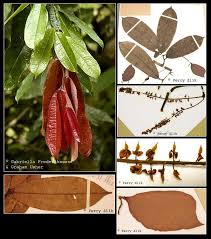 Image result for Crudia