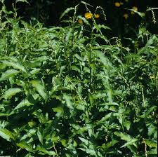 Image result for Persicaria decipiens