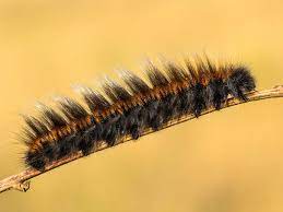 Fluffy brown caterpillar free image/jpeg, resolution: Fox Moth