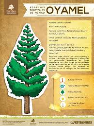 Infografias Estilo Verde Especies De Arboles Arboles Y Arbustos Forestal