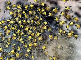 We did not find results for: Millions Of Exploding Yellow Baby Spiders Invade Britain Irish Mirror Online