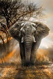 Artistic Realistic Nature Elephant Photography Elephant Art African Animals
