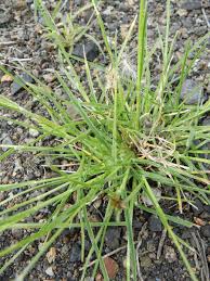 Image result for Tristachya