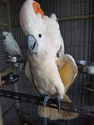 Moluccan Cockatoo Get Your Best Trained Parrots At Birdbey