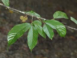 Image result for Monoon