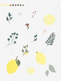 手繪北歐風檸檬枝葉手繪檸檬 手繪檸檬 檸檬 北歐風素材 psd格式圖案和png圖片免費下載 how to draw hands icon set nordic style