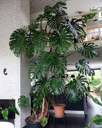 If You Have The Space Let Your Monstera Take Over Big Indoor Plants Plant Decor Indoor House Plants Decor