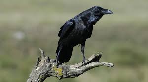 Bitte auf full hd stellen! Intelligenz Der Tiere Raffinierte Rabenvogel Br Wissen