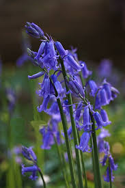 Pin On Blue Bells
