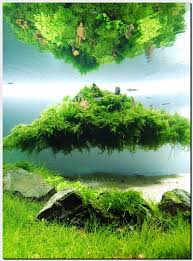 Aquascape Of The Month August 2010 Beyond The Nature Aquarium Landscape Aquascape Fish Tank