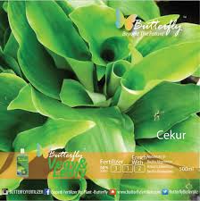 Khasiat daun cekur rugi besar kalau orang perempuan tak amalkan. Cekur Butterfly