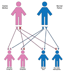 Construct and use a punnett square for a single trait and for two traits, using appropriate terminology, and use it to determine possible offspring types and phenotypic ratios. How Hemophilia Is Inherited Genetics Hog Handbook Hemophilia Of Georgia