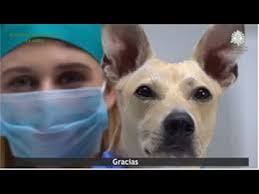 Maybe you would like to learn more about one of these? Dia Mundial Veterinario 2021 Youtube
