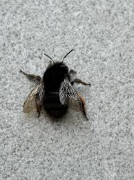 Image result for cornish black bee