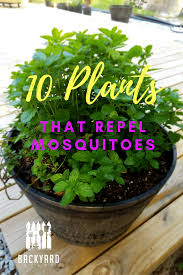 Plants that repel there are several species of flowering plants that repel mosquitoes. Best Mosquito Repellent 10 Plants That Mosquitoes Hate Backyardscape