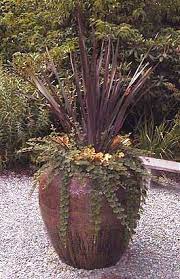 Phormium Container Container Gardening Flowers Heuchera Garden Containers