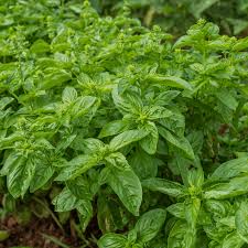 Image result for Ocimum basilicum