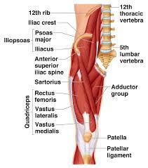 Diagram showing types of muscle cells. Front Of Thigh Thigh Muscle Anatomy Muscle Anatomy Hip Anatomy