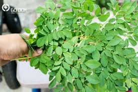 Kelor atau moringa oleifera adalah tumbuhan yang kaya akan nah, jika anda ingin mengkonsumsi daun kelor sebagai obat herbal, begini cara yang benar dalam mengolah daun kelor agar manfaatnya optimal. Ajaib Ini Dia Manfaat Daun Kelor Palapa News