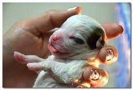 Understanding fontanelle, hydrocephalus in the chihuahua. How To Raise A Chihuahua Puppy
