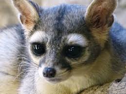 Image result for Artabotrys collinus