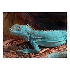 Bright Aqua Blue Iguana Zazzle Com Aqua Blue Iguana Animals
