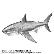 We did not find results for: Megalodon Pencil Drawing How To Sketch Megalodon Using Pencils Drawingtutorials101 Com