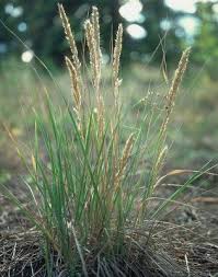 Image result for Koeleria