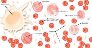 Red blood cells , or erythrocytes , are the most abundant cells in the bloodstream and contains hemoglobin, the compound that carries oxygen through the body. Animal Blood Chromoscience