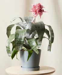We did not find results for: Best Indoor Flower Plants For Beginners Popsugar Home