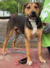 All of the available dogs and puppies at Pine Bluff Animal Control! New  dogs are constantly flooding in with no space in the shelter. If you're  interested in a dog, act quickly!