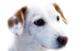 I wish i could travel further but i try to limit the distance to less than an hour drive for practical reasons. Pet Euthanasia Hospice Care Pittsburgh Pets At Home